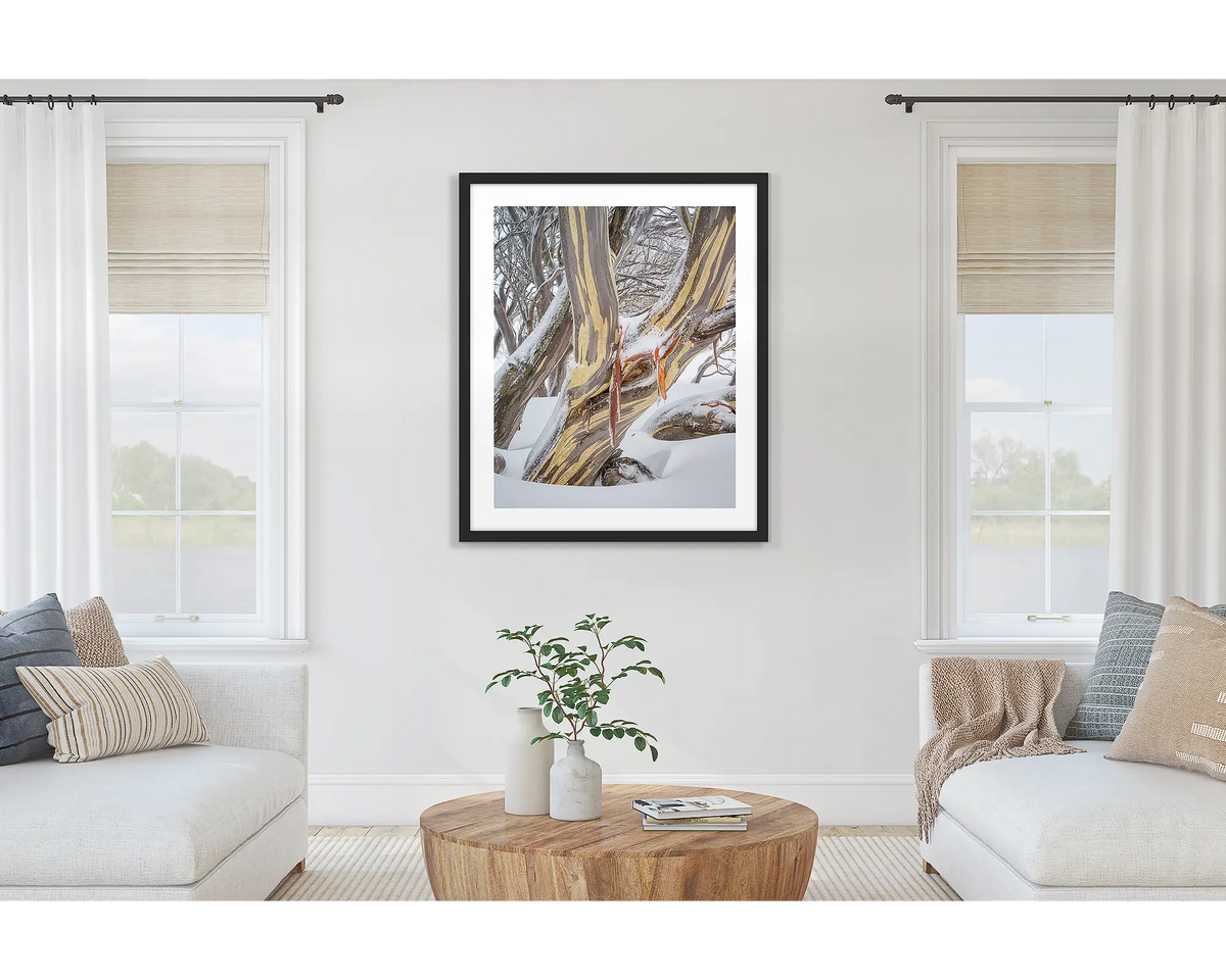 Variance. Wall art print of a snow gum in snow, framed with a black frame and hung on a lounge room wall.