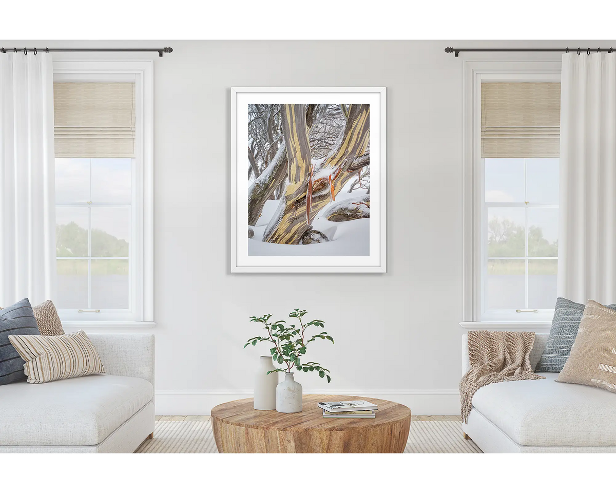 Variance. Wall art print of a snow gum in snow, framed with a white frame and hung on a lounge room wall.