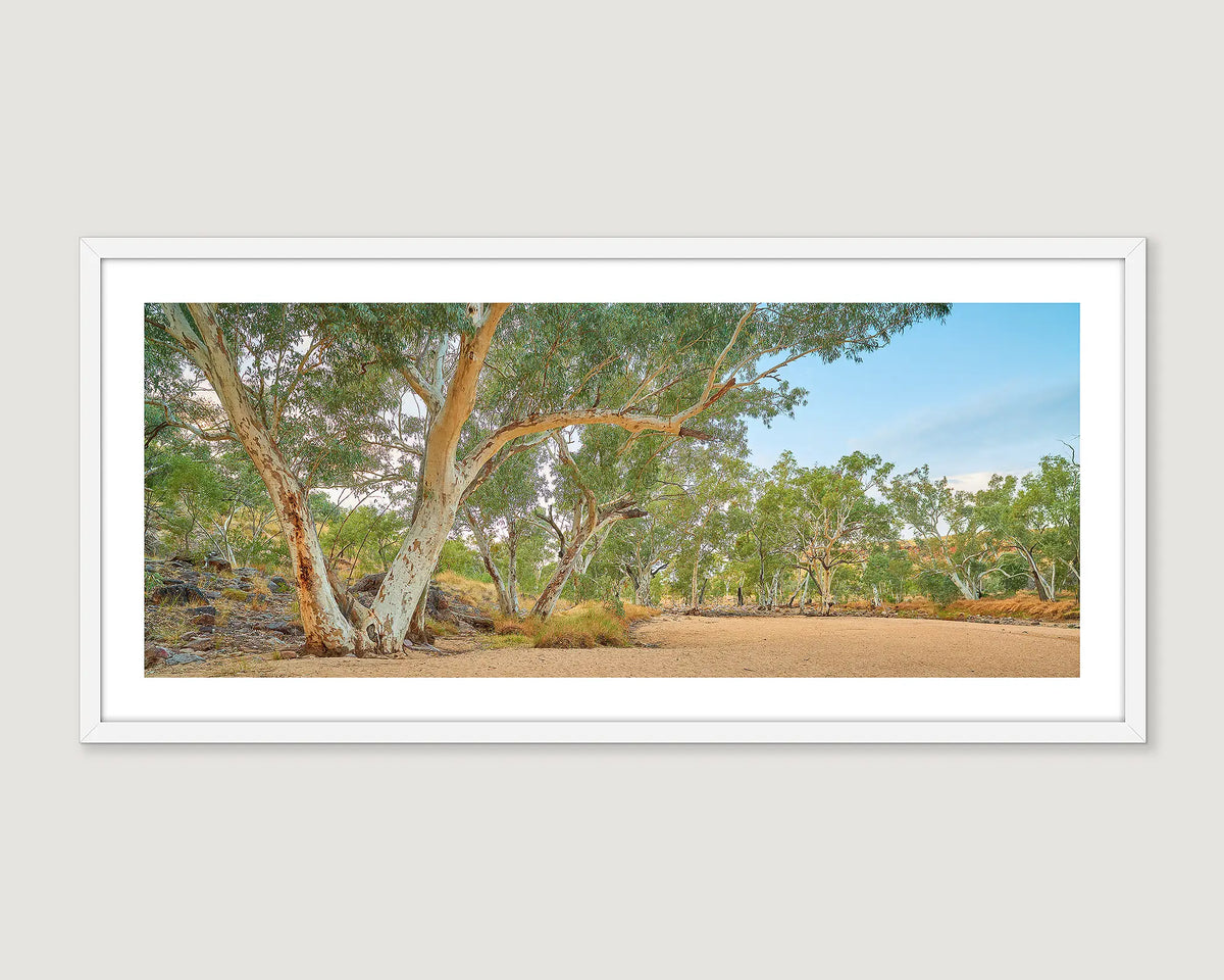 Framed photograph of gum trees around a dry Ormiston Creek.