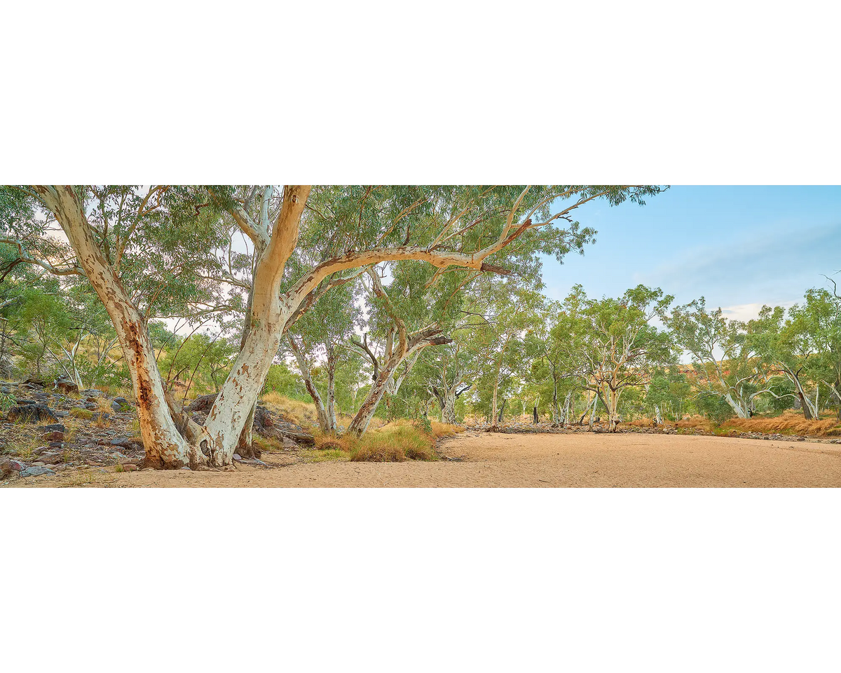 Gum trees beside Ormiston Creek, West McDonnell Ranges.