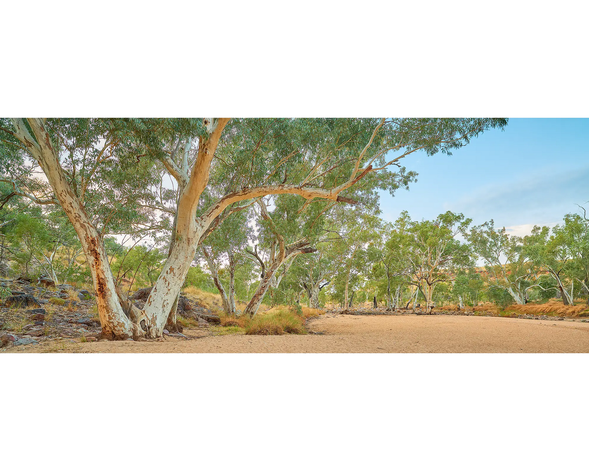 River Red Gums beside Ormiston Creek at sunrise.