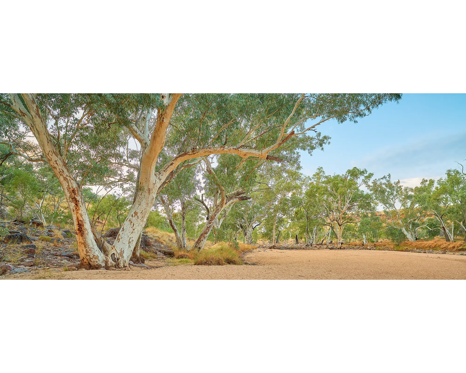 Framed photograph of gum trees around a dry Ormiston Creek.