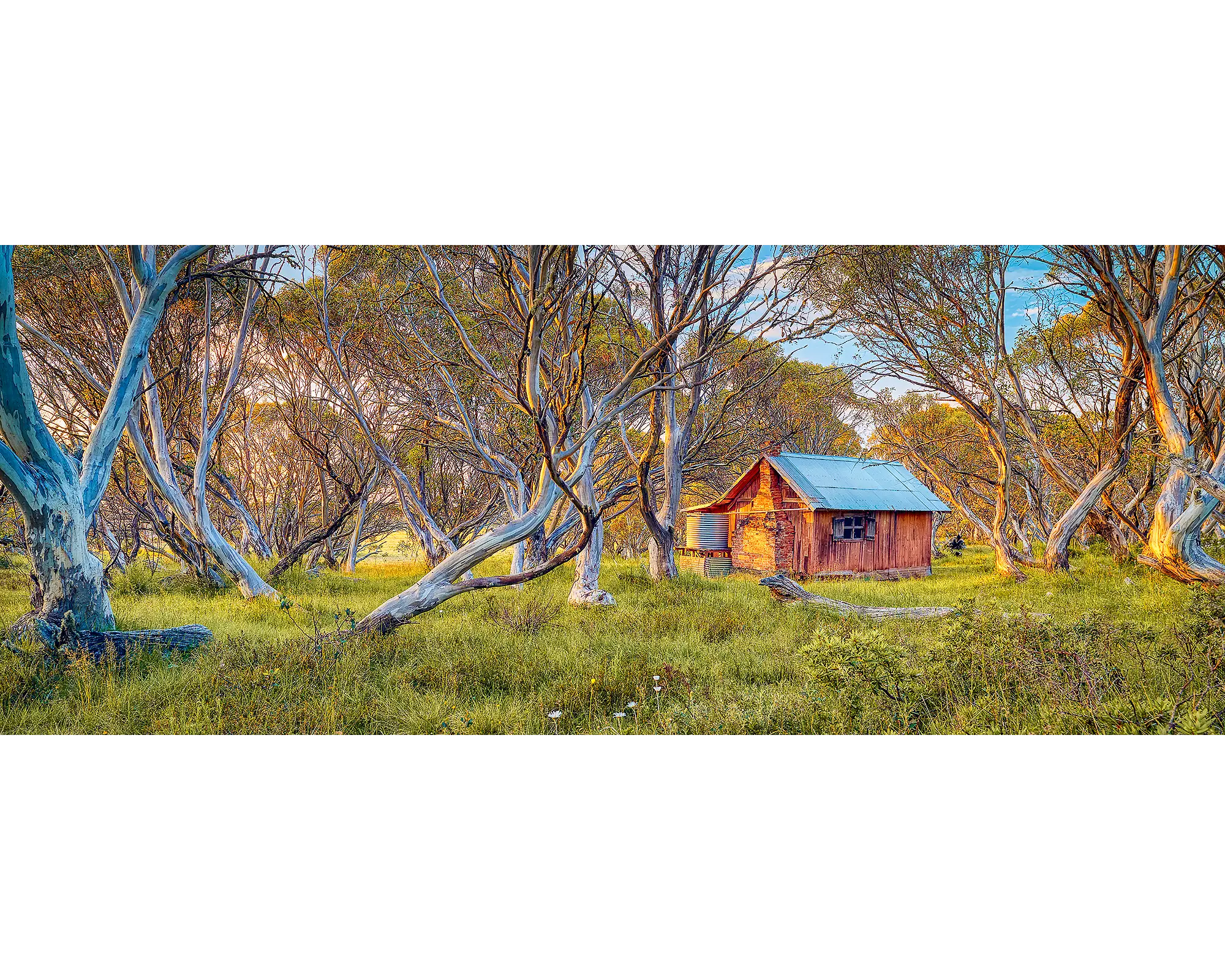 Sunrise light on gum trees and JB Hut in Alpine National Park.