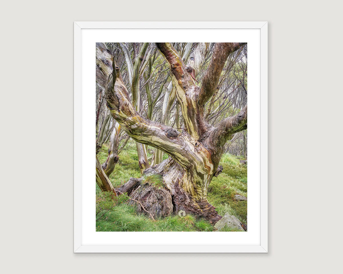 Framed artwork of a twisted snow gum tree in a forest setting
