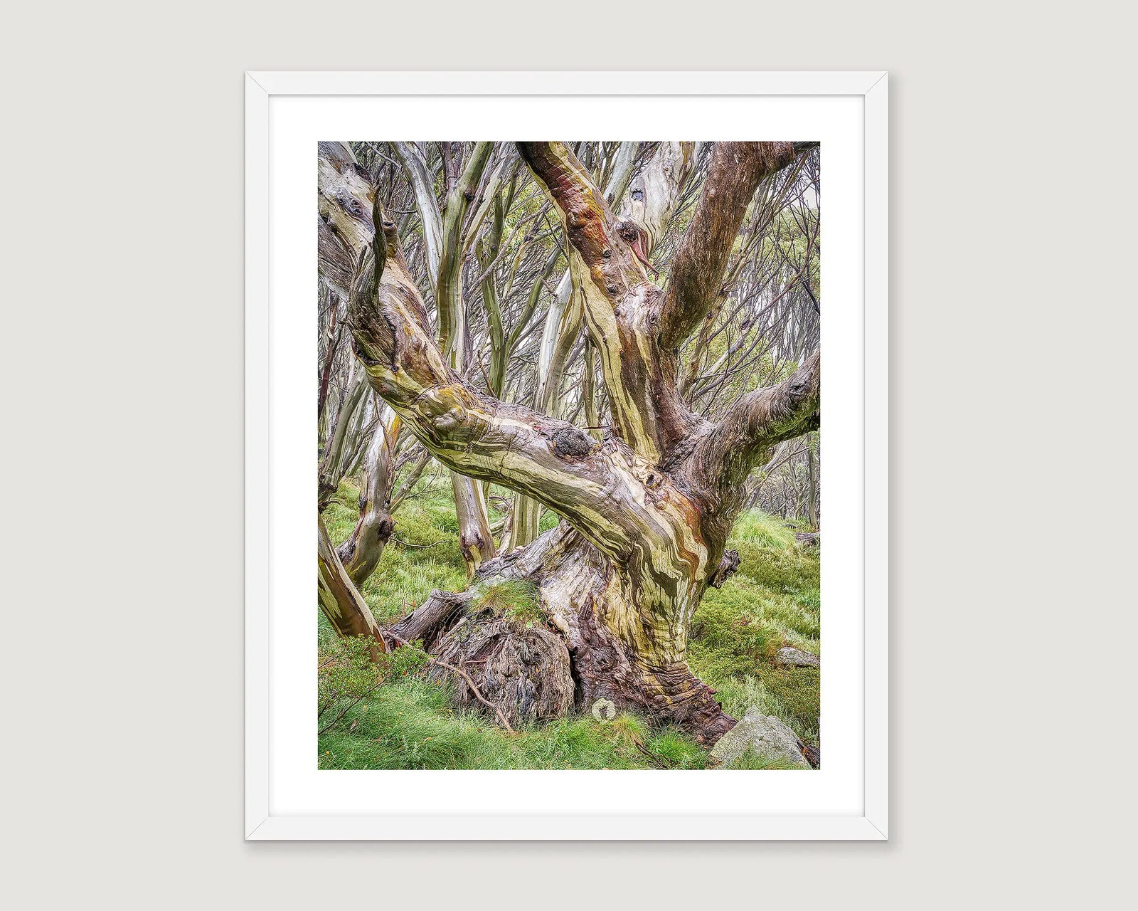 Framed artwork of a twisted snow gum tree in a forest setting