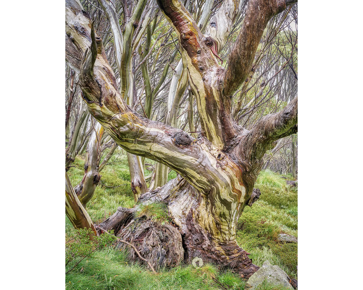 Weathered old snow gum in Kosciuszko National Park.