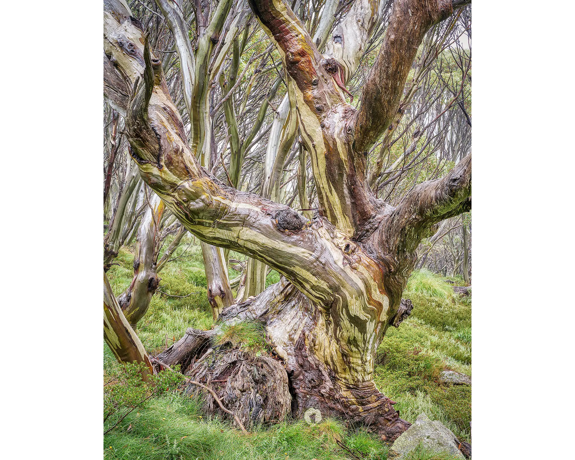 Weathered old snow gum in Kosciuszko National Park.