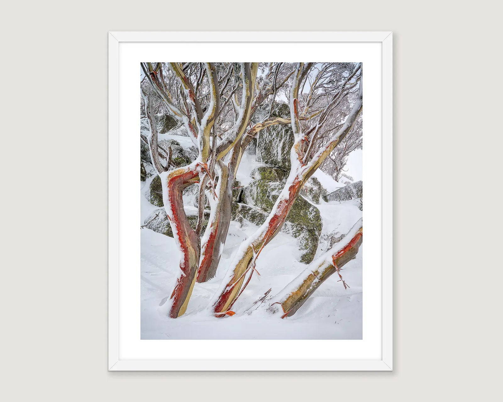Framed photograph of snow-covered snow gum trees with red-barked trunks.