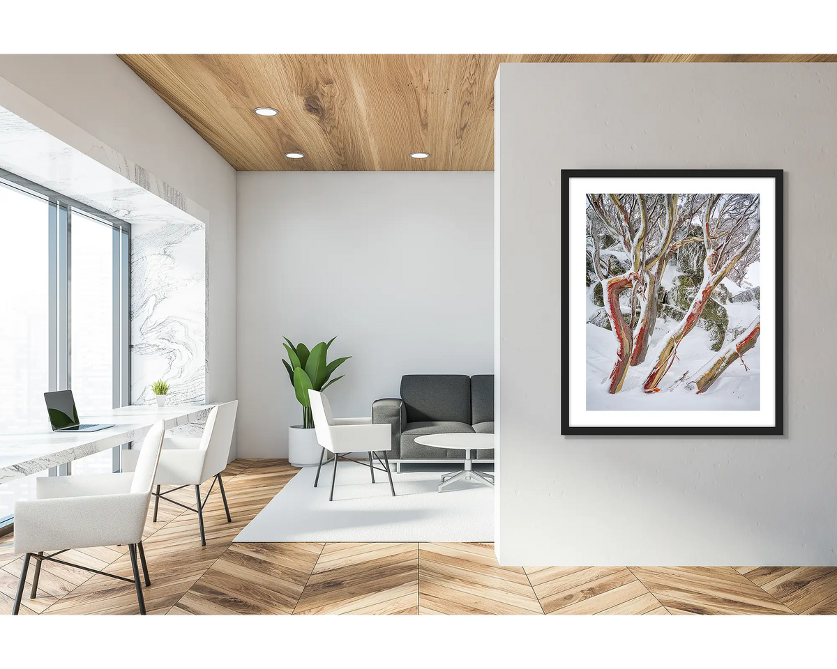 Weathered Reds. Framed wall art print of snow gums with red bark, covered in snow, with a black frame in a modern, light filled office.