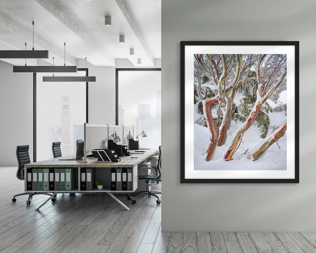 Weathered Reds. Framed wall art print of snow gums with red bark, covered in snow, with a black frame in an office lobby area. 