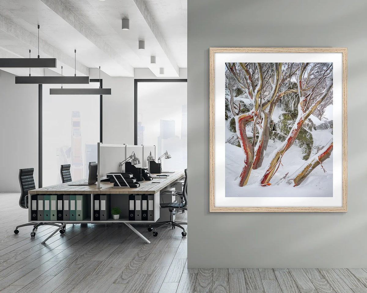 Weathered Reds. Framed wall art print of snow gums with red bark, covered in snow, with a timber frame in an office lobby area. 
