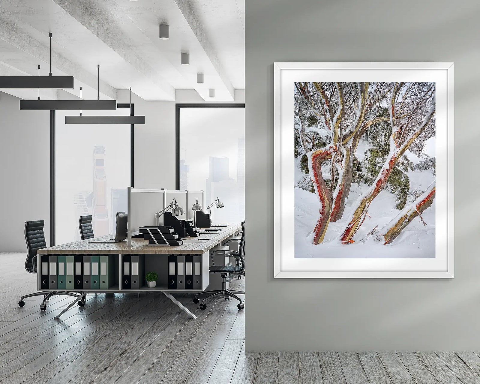 Weathered Reds. Snow Gums in snow with red bark, Kosciuszko National Park.