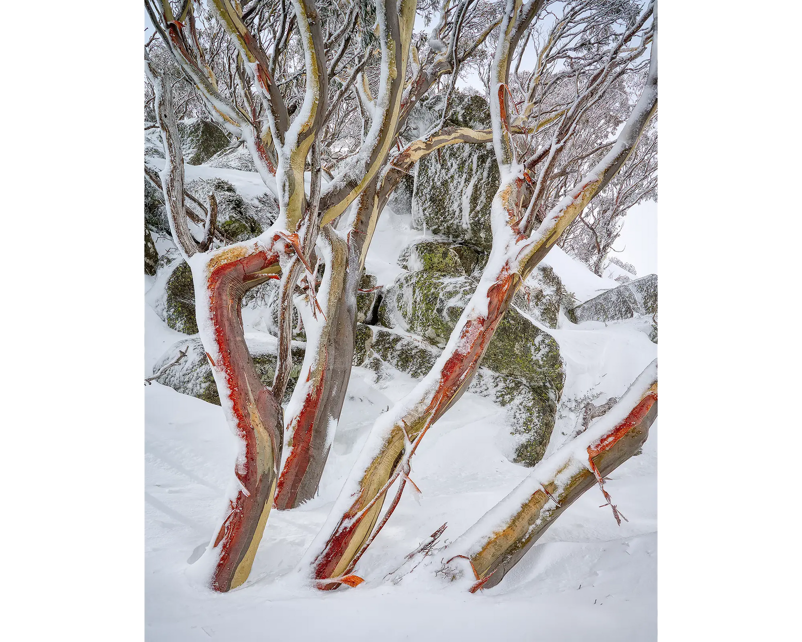 Weathered Reds. Snow Gums in snow with red bark, Kosciuszko National Park.