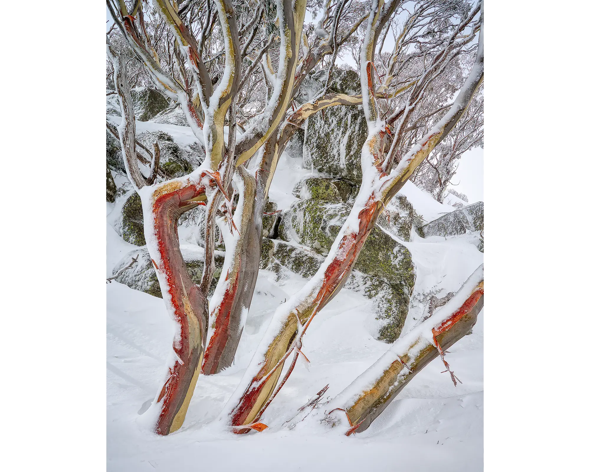 Weathered Reds. Snow Gums in snow with red bark, Kosciuszko National Park.