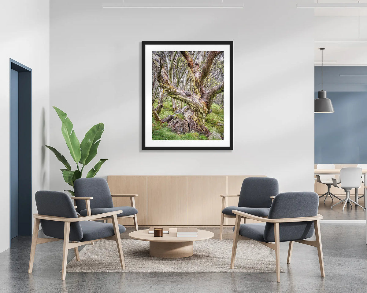 Weathered. Wall art print of a snow gum in Kosciuszko National Park, with a black frame hung in a reception area. 