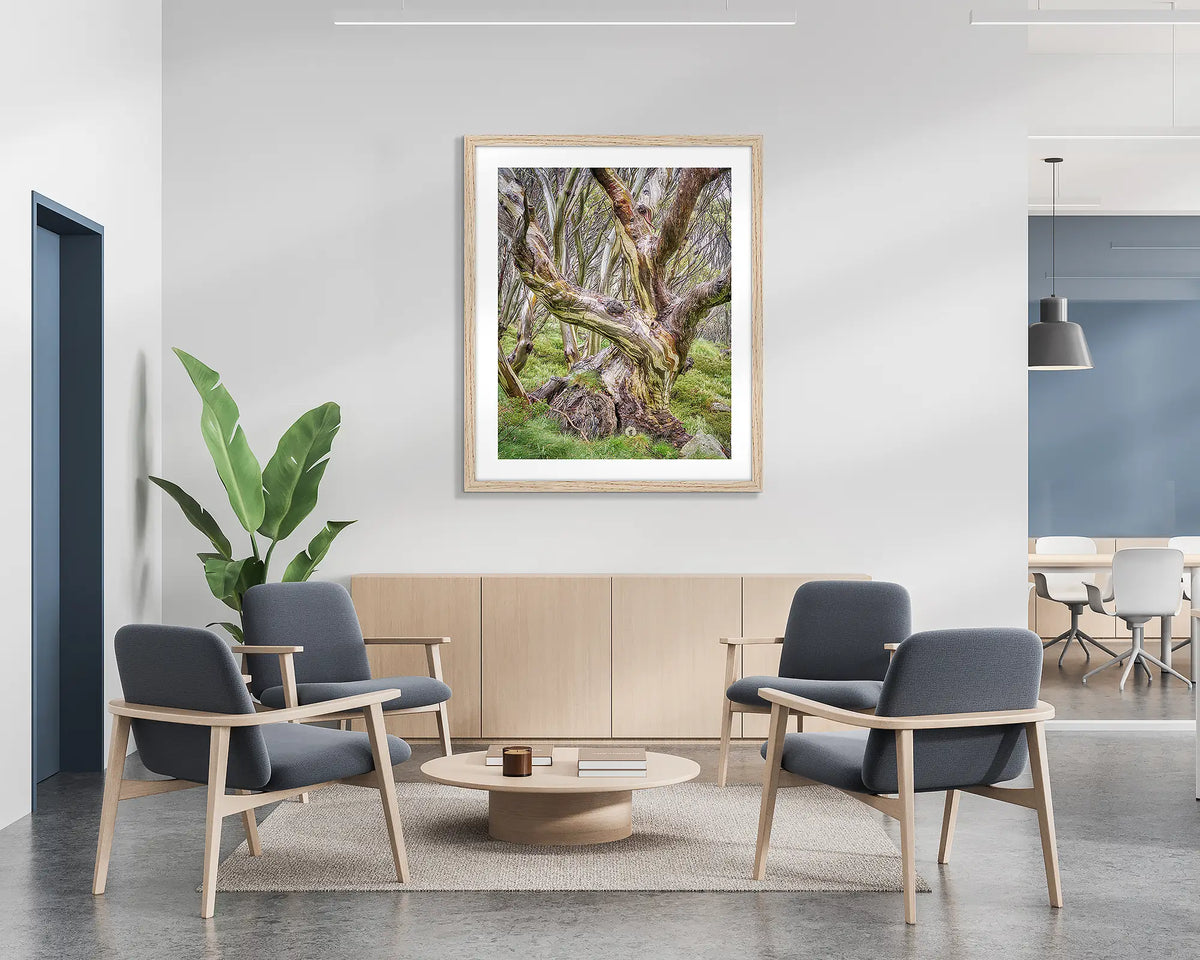 Weathered. Wall art print of a snow gum in Kosciuszko National Park, with a timber frame hung in a reception area. 
