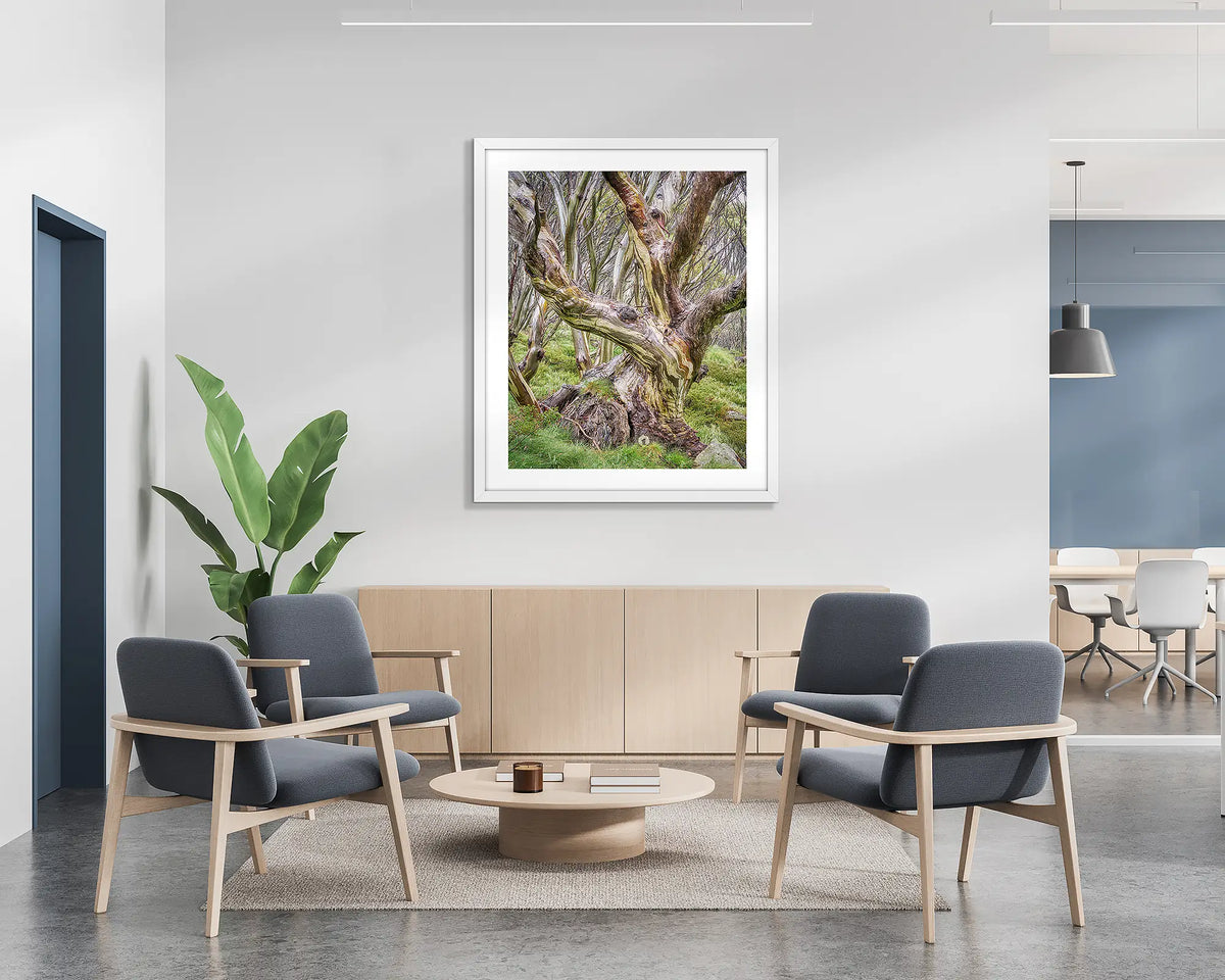 Weathered. Wall art print of a snow gum in Kosciuszko National Park, with a white frame hung in a reception area. 