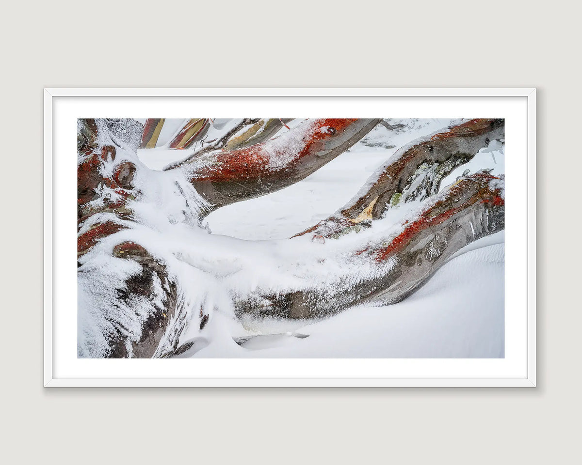 Framed photograph of a snowy landscape with snow gums.