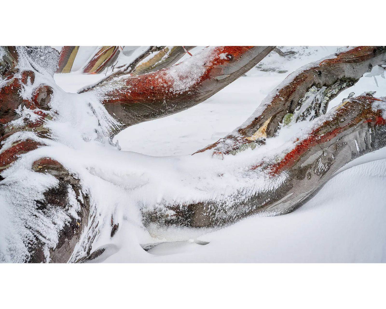 Weight. Snow Gum branches covered in snow.