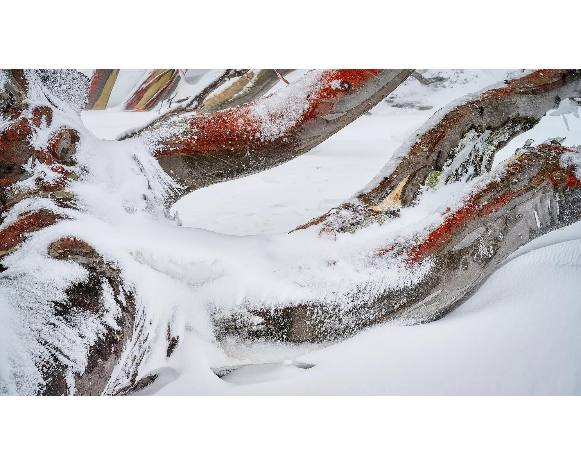 Weight. Snow Gum branches covered in snow.
