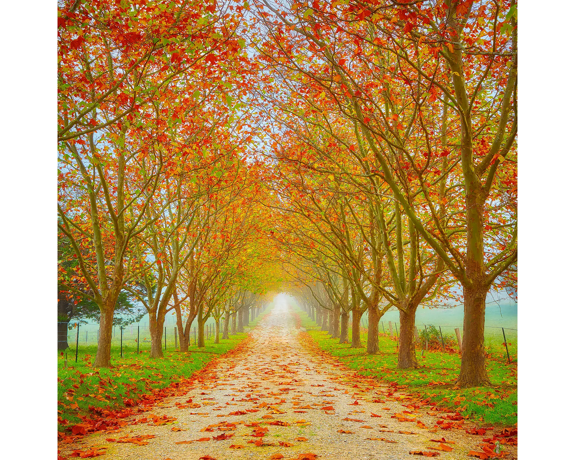 Welcome To Autumn - driveway to farm, Southern Highlands, New South Wales, Australia.