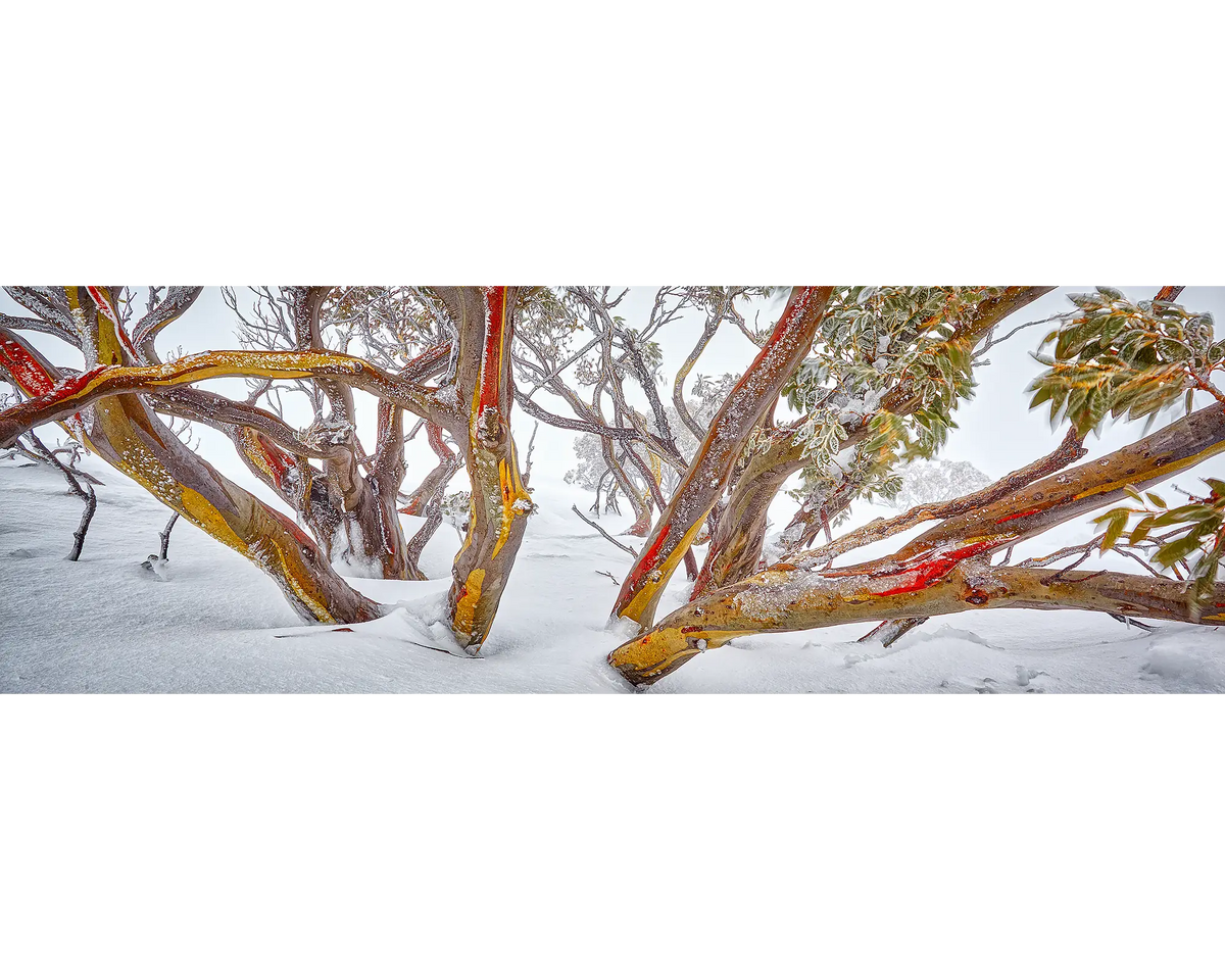 Wild. Snow gum in snow, Mount Hotham, Victoria, Australia.