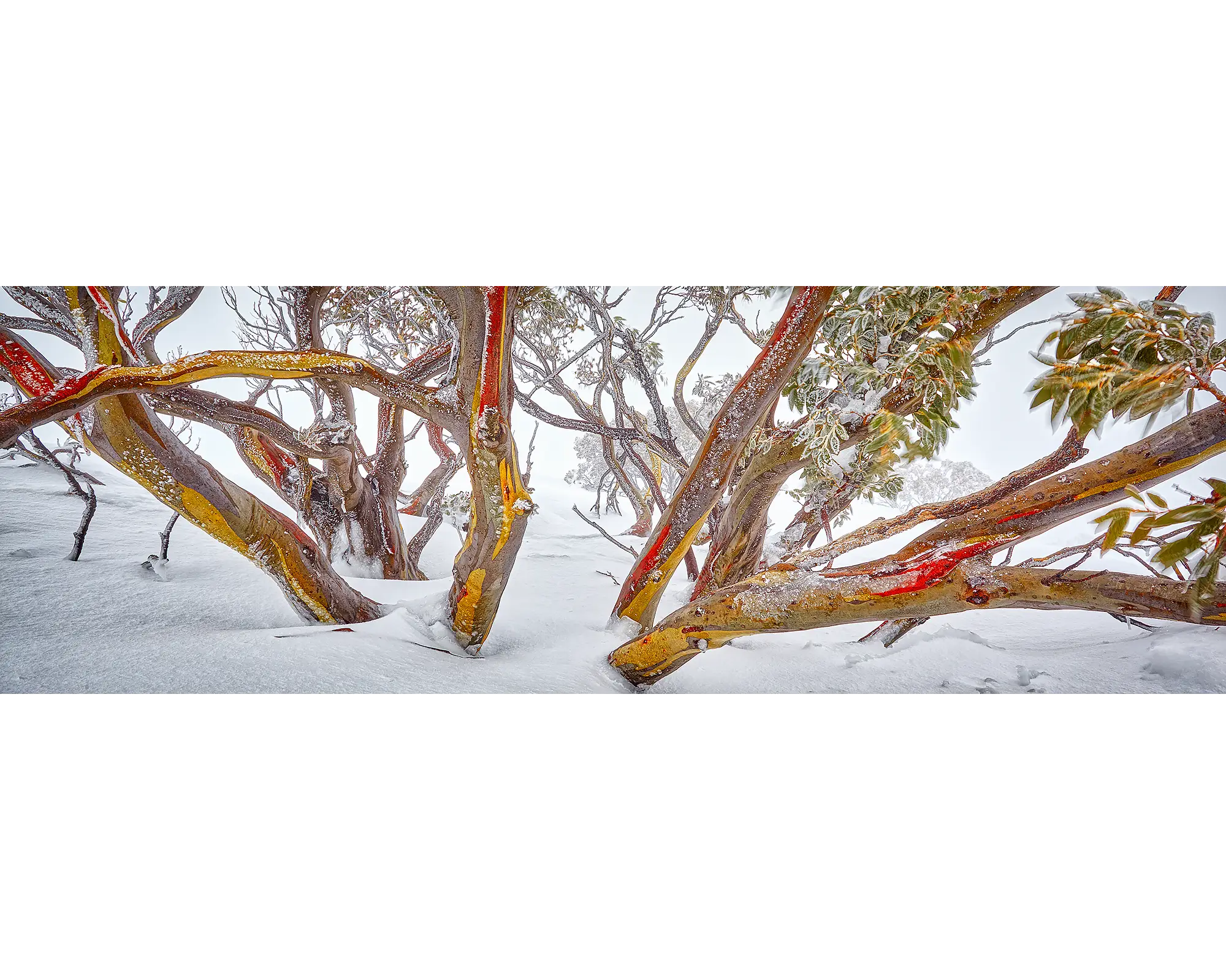 Wild. Snow gum in snow, Mount Hotham, Victoria, Australia.