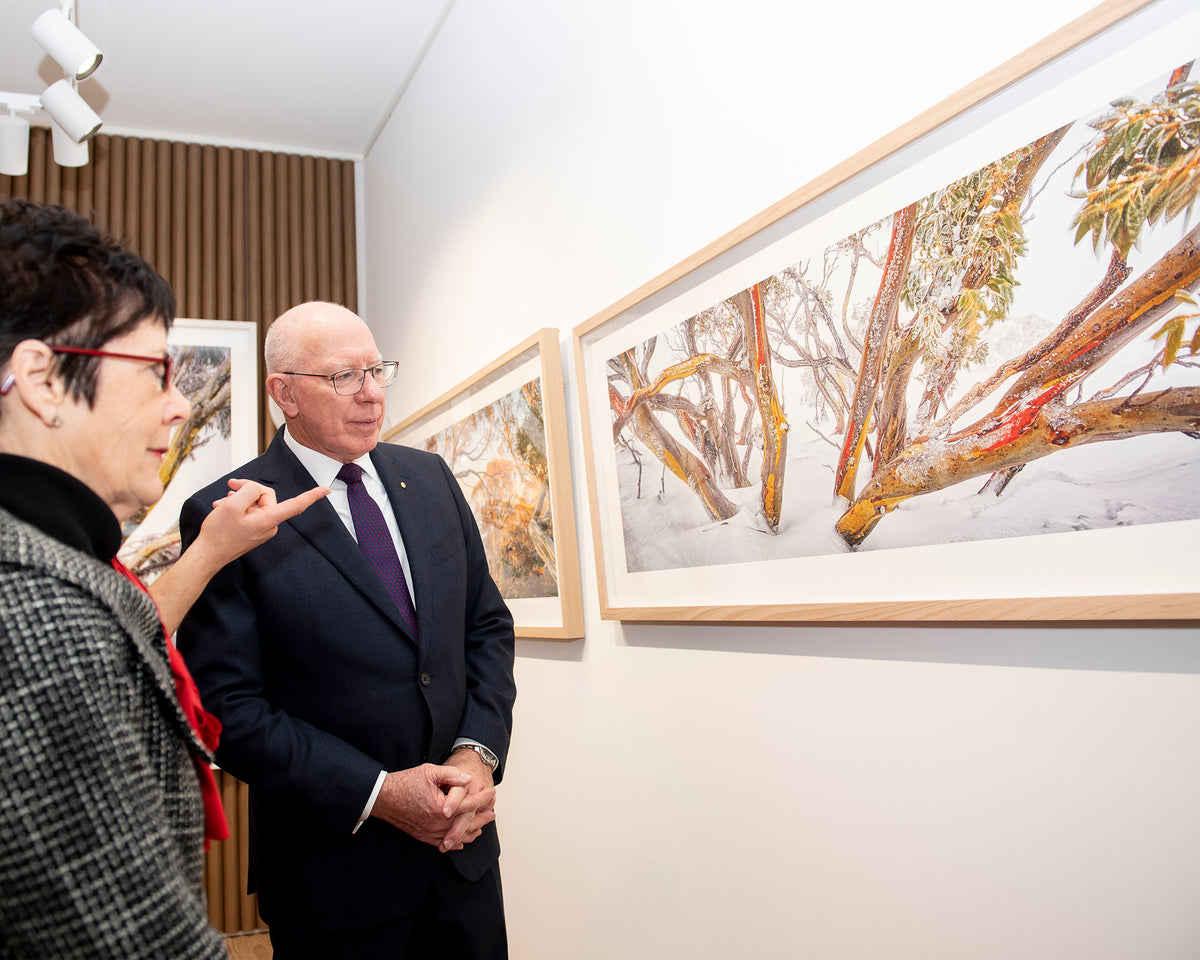 Wild. Snow gum in snow, Mount Hotham, with timber frame, displayed in gallery with people admiring.
