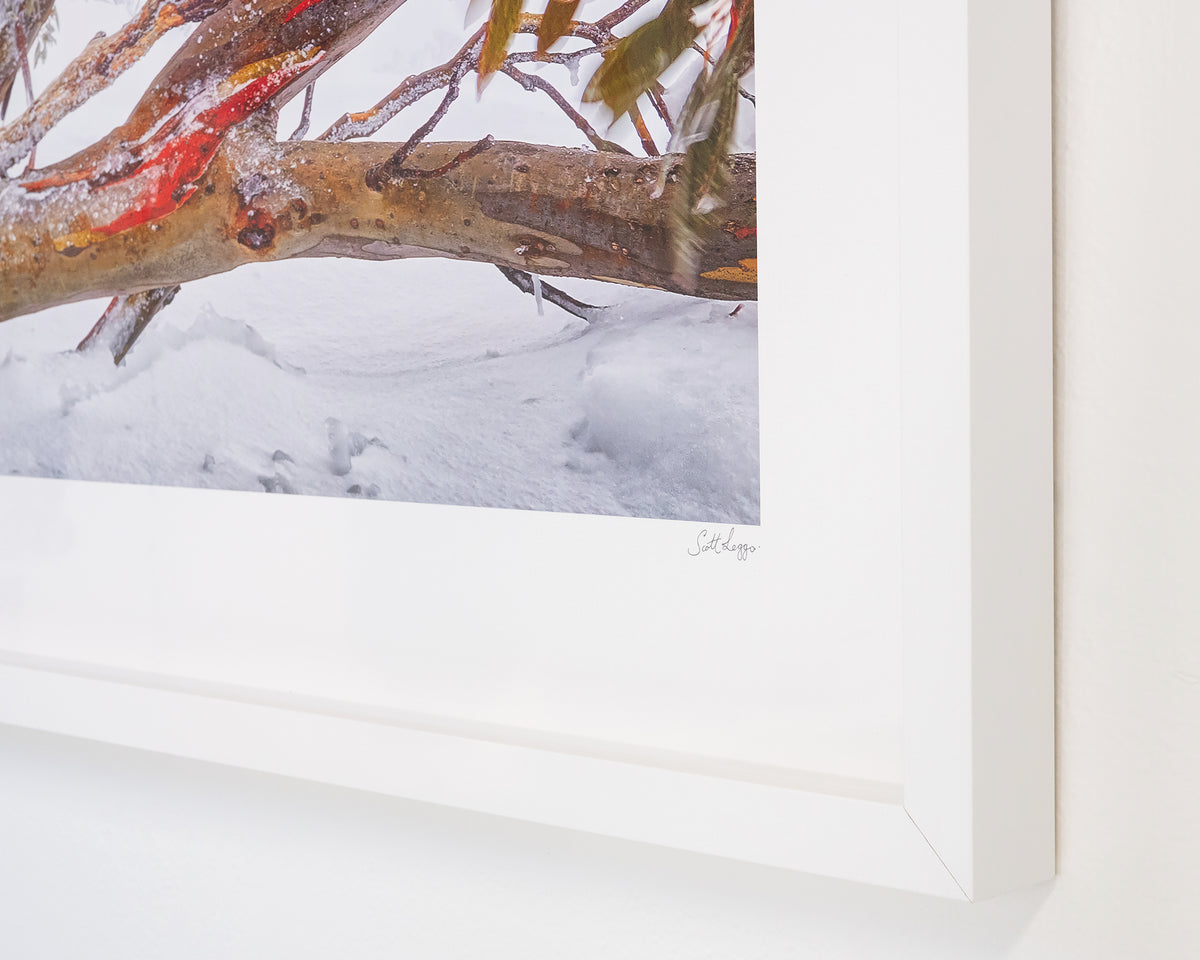 Wild. Snow gums in snow, Mount Hotham, Victoria, with white frame, corner close-up details.