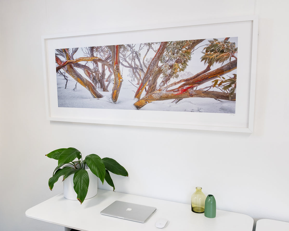 Wild. Snow gums in snow, Mount Hotham, Victoria, with white frame, hung in office space.