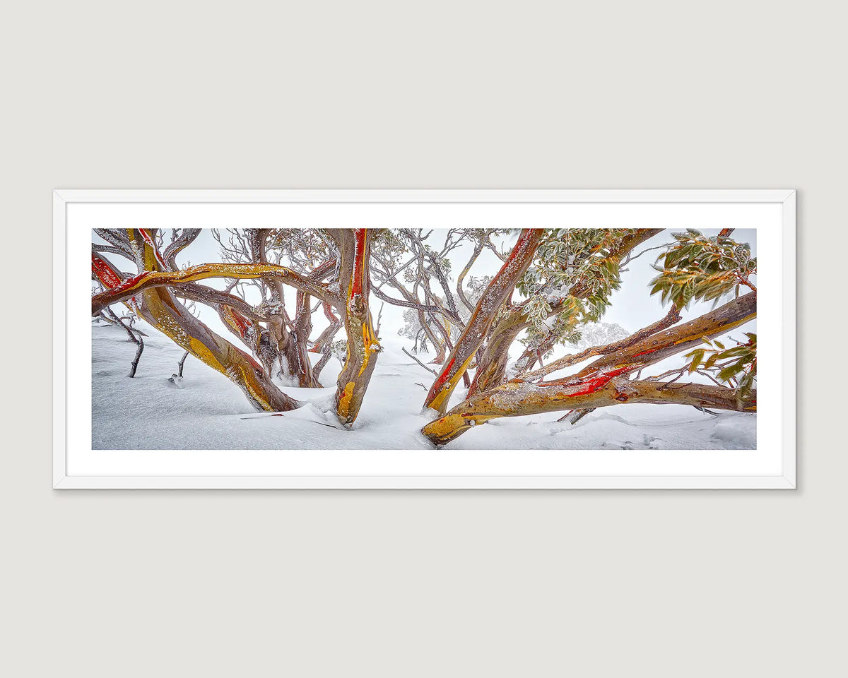 Framed artwork of snow-covered snow gum trees with red-barked trunks on a white wall.