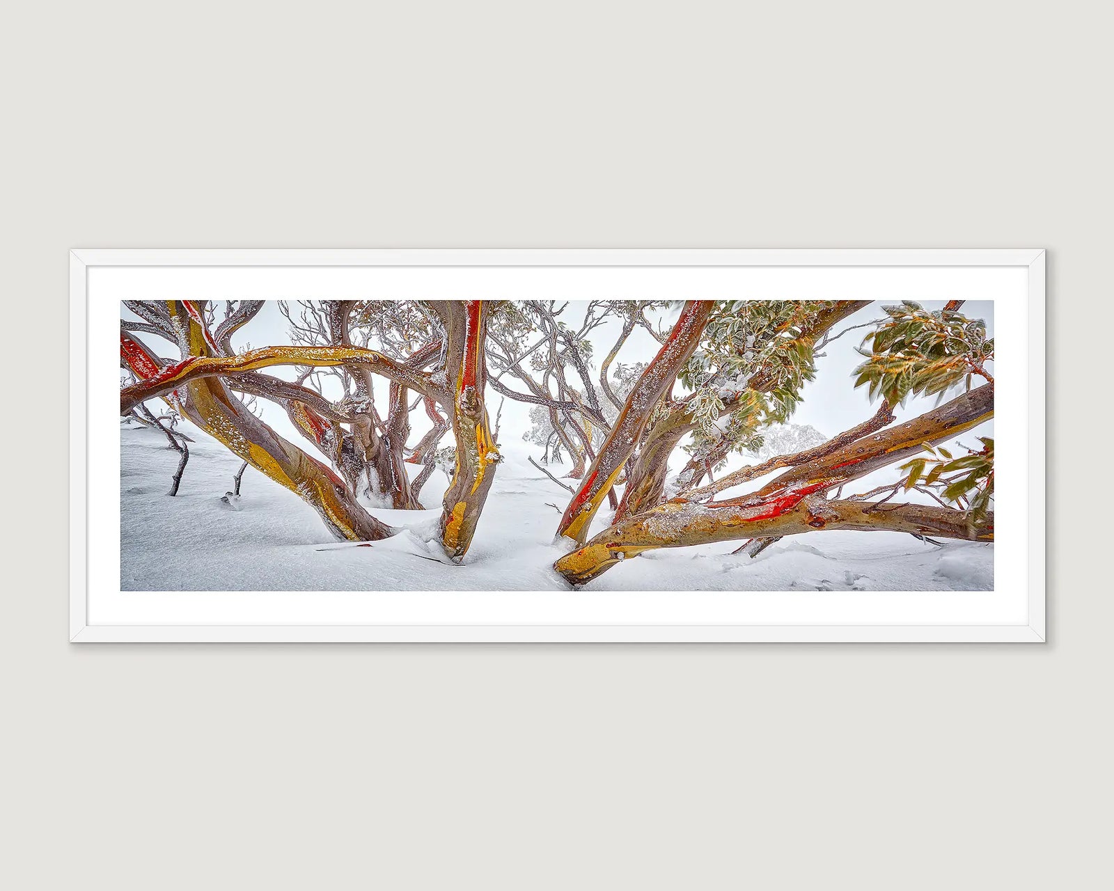 Framed artwork of snow-covered snow gum trees with red-barked trunks on a white wall.