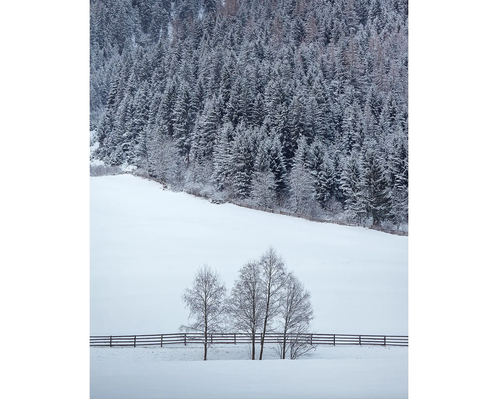 Winter Discovery. Trees covered in snow beside a farm, Neustift Tyrol, Austria.