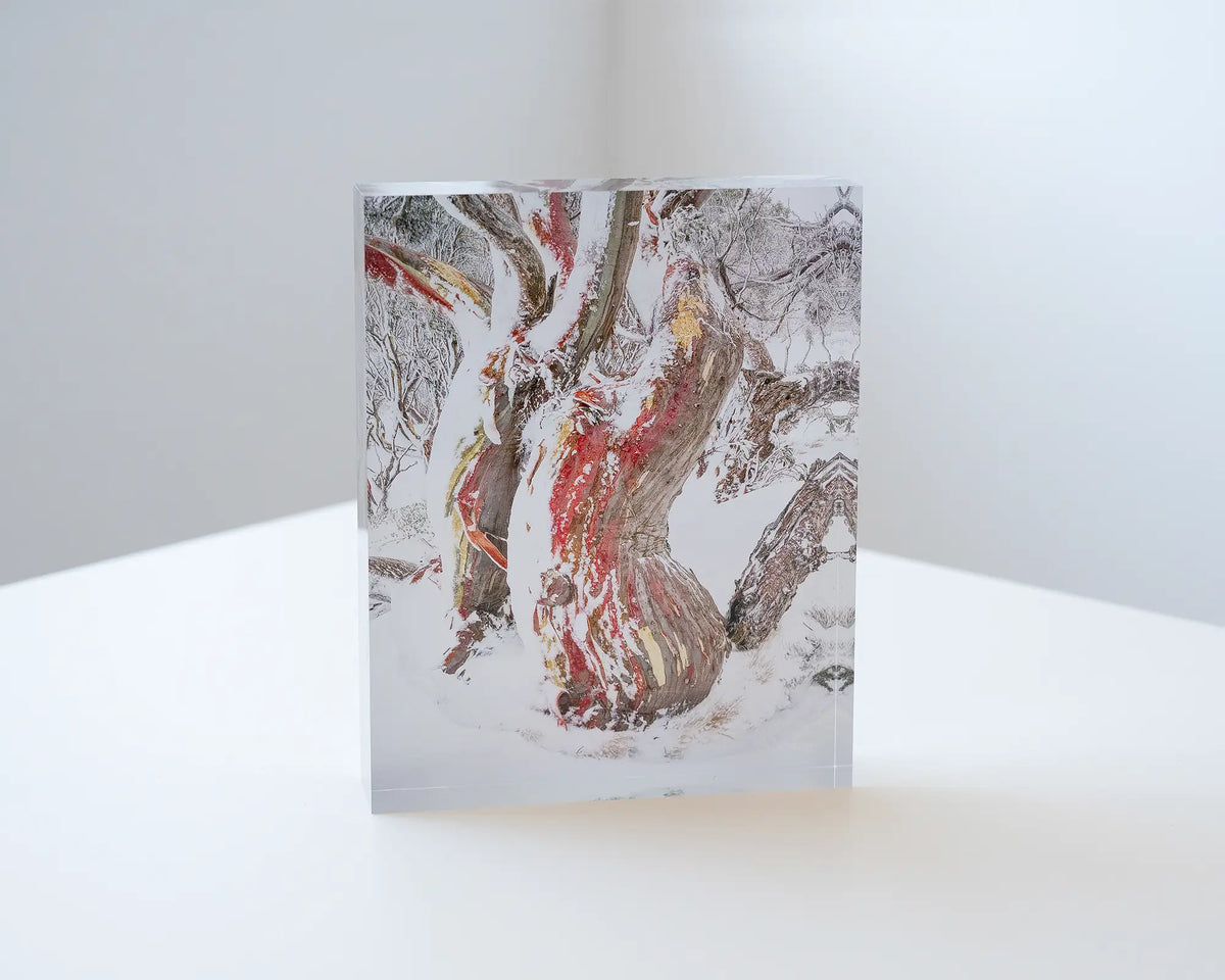Winter Embrace. Acrylic block of an ancient snow gum in snow, Kosciuszko National Park, on corner desk.