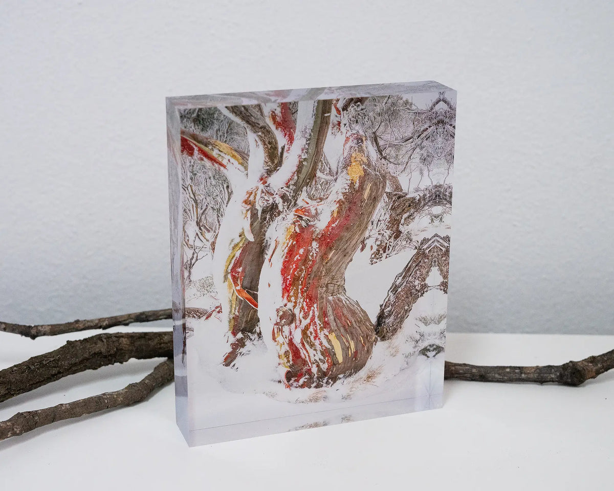 Winter Embrace. Acrylic block of an ancient snow gum in snow, Kosciuszko National Park, styled with twigs.