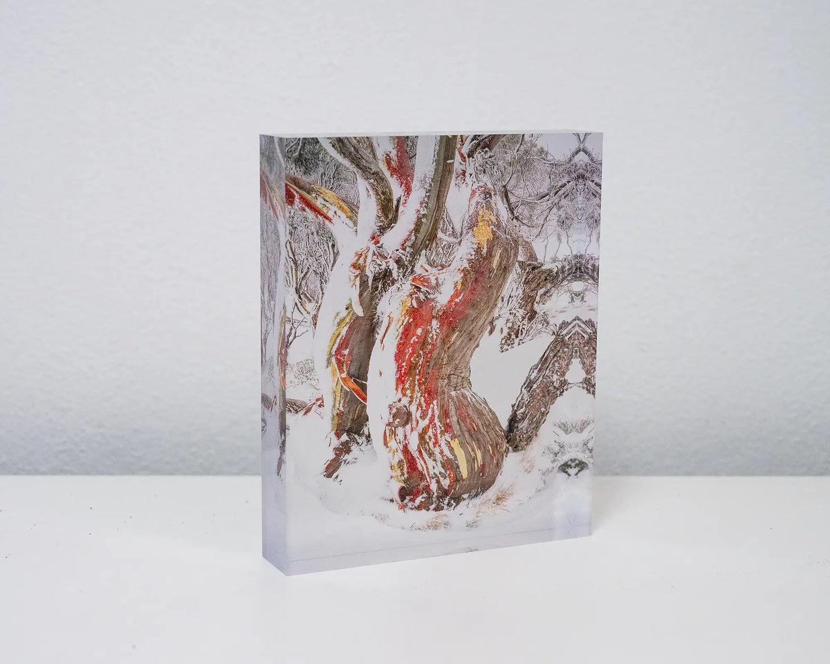 Winter Embrace. Acrylic block of an ancient snow gum in snow, Kosciuszko National Park, on a desk.