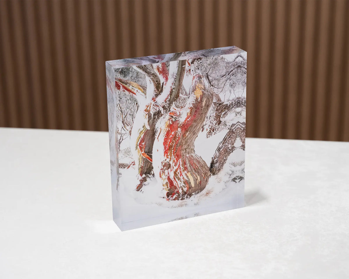 Winter Embrace. Acrylic block of an ancient snow gum in snow, Kosciuszko National Park, on gallery desk.