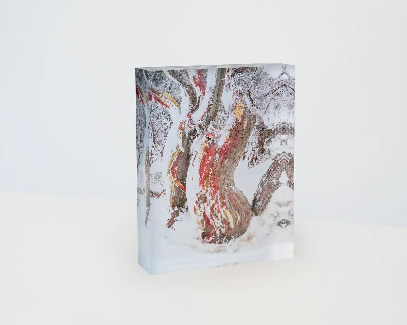 Winter Embrace. Acrylic block of an ancient snow gum in snow, Kosciuszko National Park.