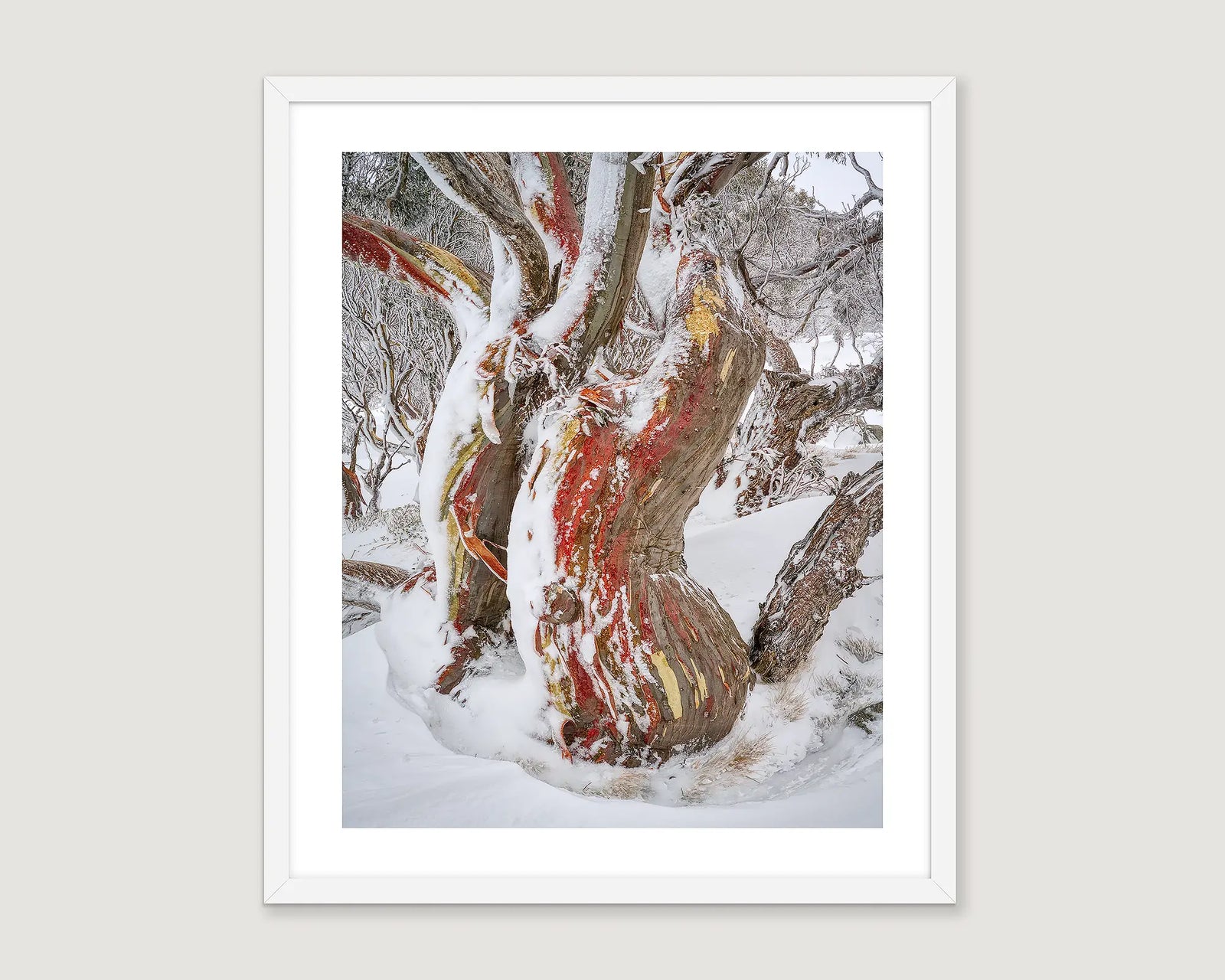 Framed artwork of a tree with colourful bark on a snow gum in a snowy landscape