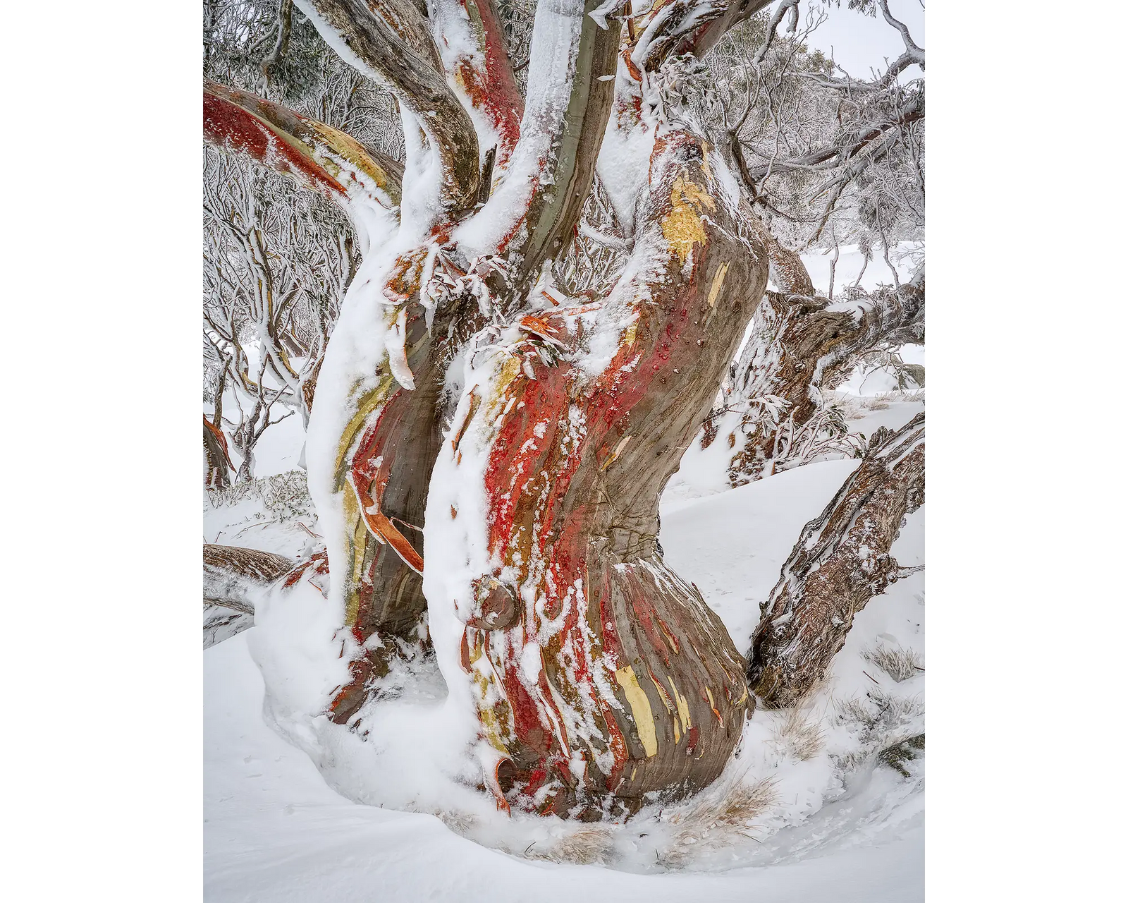 Winter Embrace. Old snow gum with twisted trunks and winter snow.