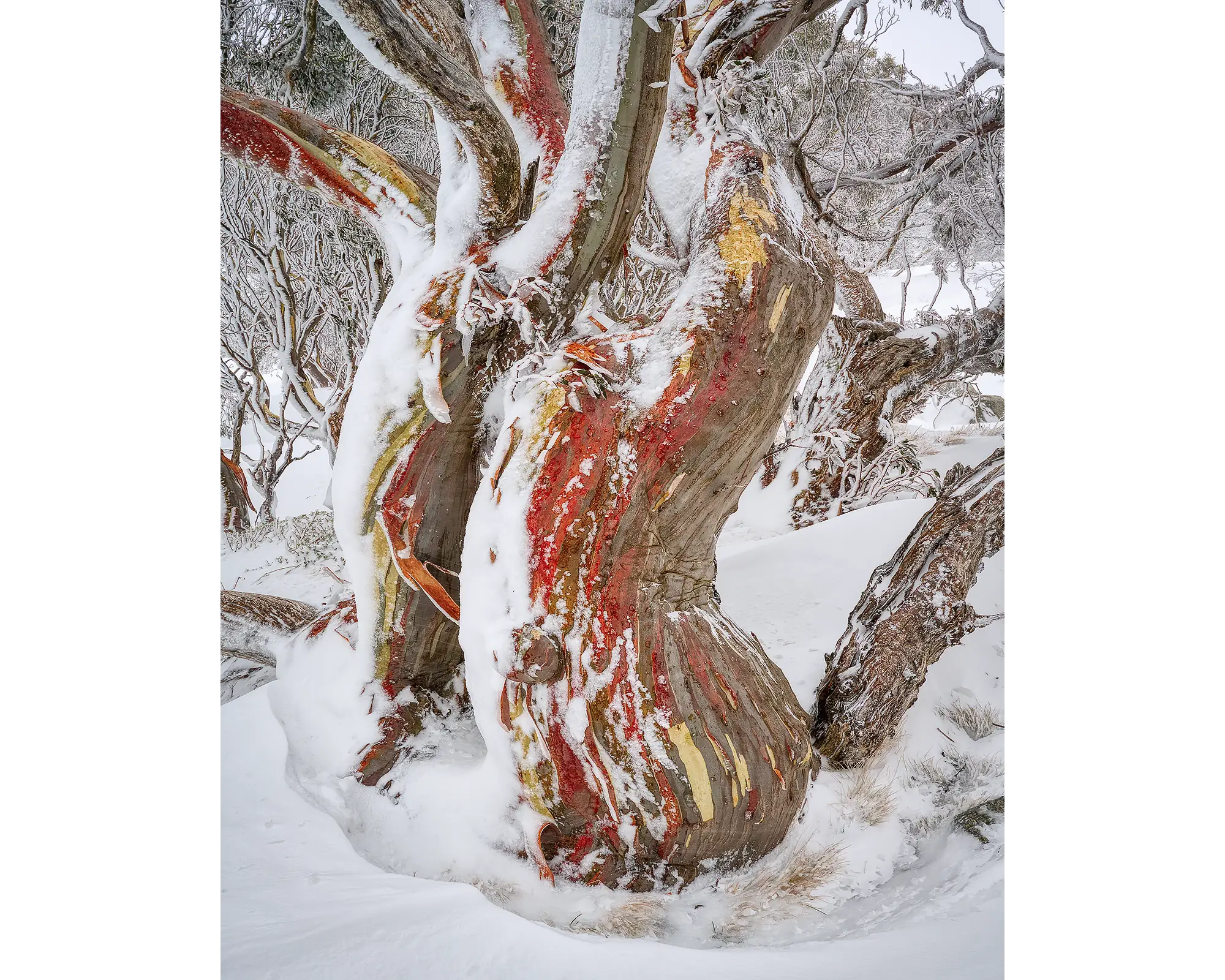 Winter Embrace. Old snow gum with twisted trunks and winter snow.