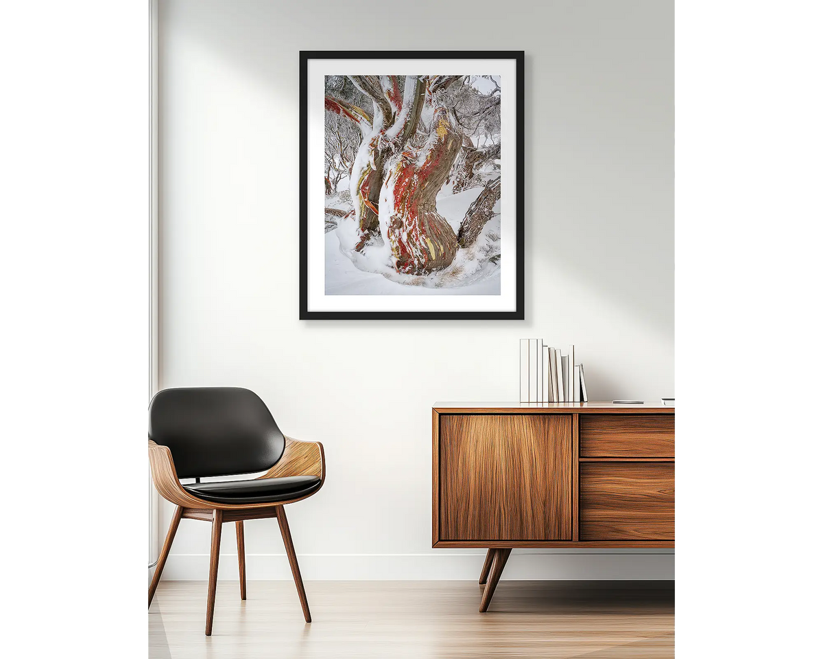 Winter Embrace. Old twisted snow gum with snow, wall art print in a black frame, hung in an apartment living room. 