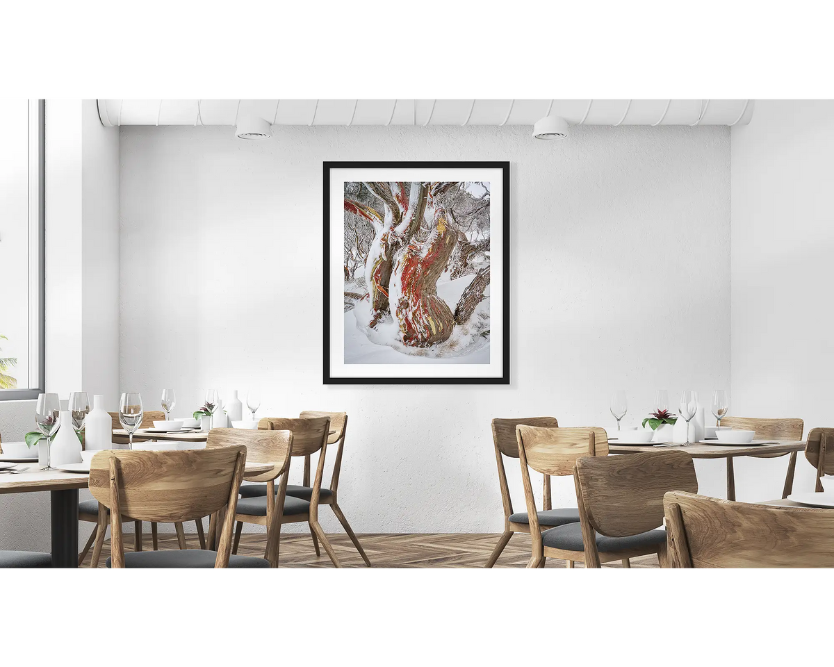 Winter Embrace. Old twisted snow gum with snow, wall art print in a black frame, hung in a cafe. 