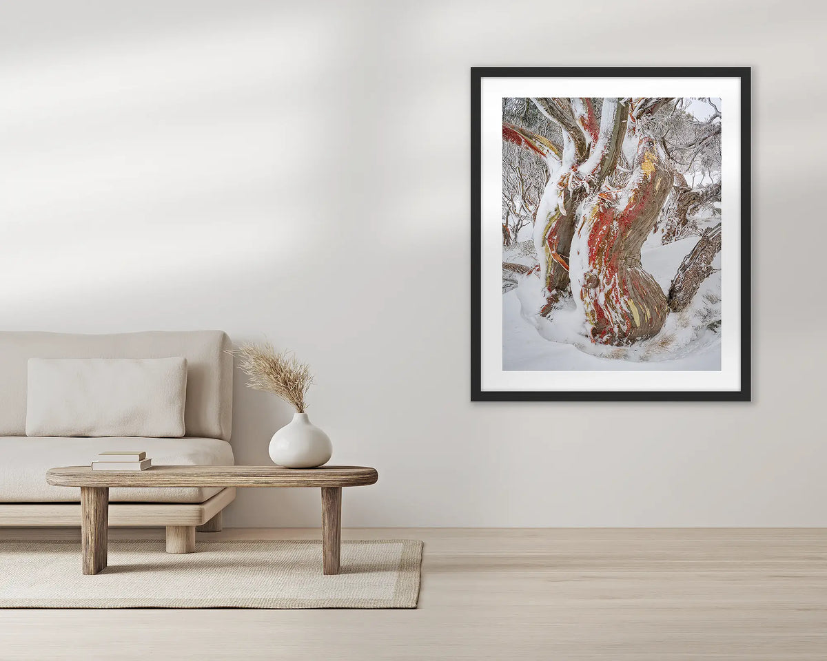Winter Embrace. Old twisted snow gum with snow, wall art print in a black frame, hung in a lounge room.