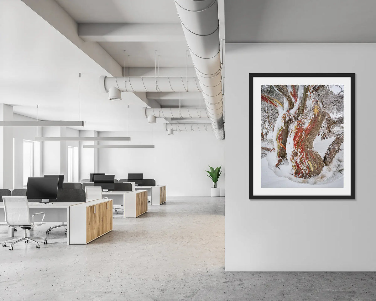 Winter Embrace. Old twisted snow gum with snow, wall art print in a black frame, hung in an open plan office.