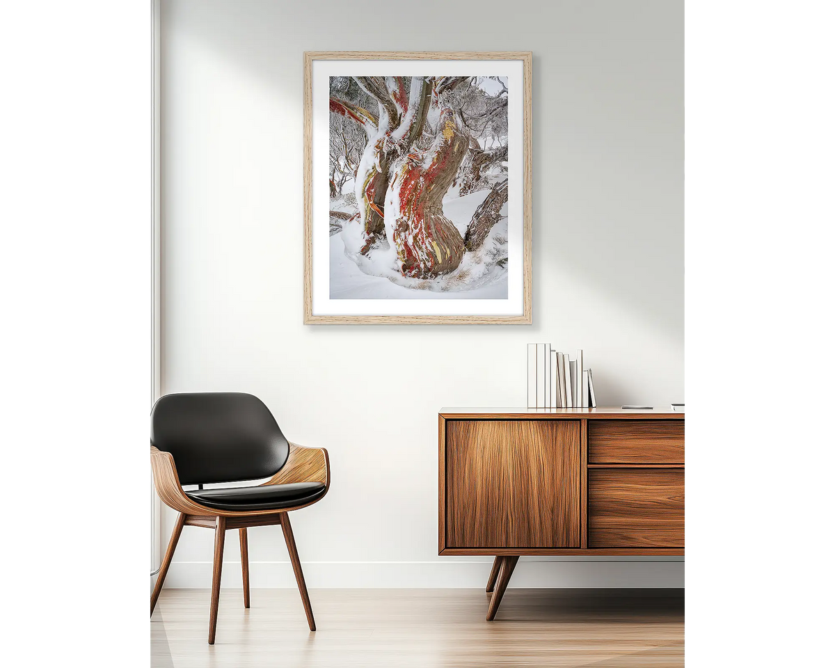 Winter Embrace. Old twisted snow gum with snow, wall art print in a timber frame, hung in an apartment living room. 