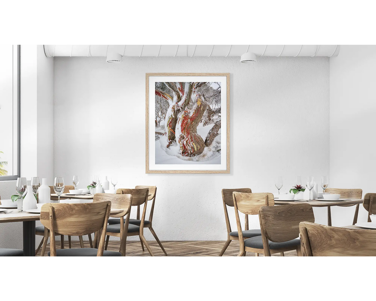 Winter Embrace. Old twisted snow gum with snow, wall art print in a timber frame, hung in a cafe. 