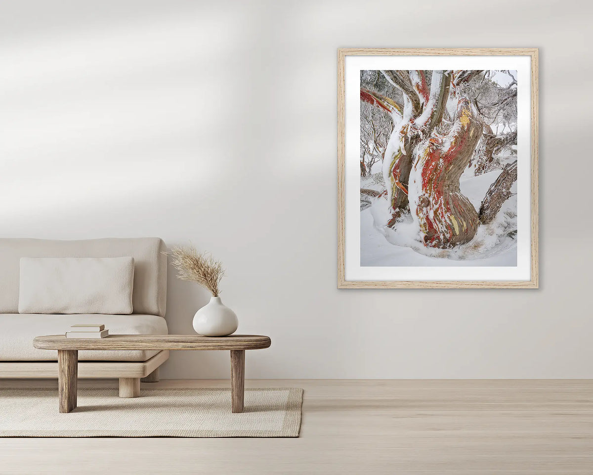 Winter Embrace. Old twisted snow gum with snow, wall art print in a timber frame, hung in a lounge room.