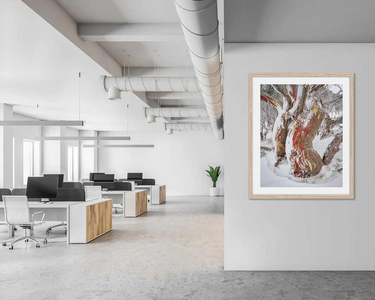 Winter Embrace. Old twisted snow gum with snow, wall art print in a timber frame, hung in an open plan office.