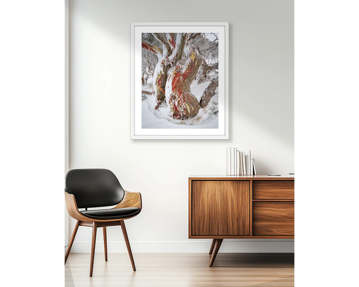 Winter Embrace. Old twisted snow gum with snow, wall art print in a white frame, hung in an apartment living room. 